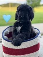 Galaxy, a female Saint Berdoodle for sale in Lexington, KY – 6 of 7