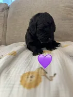 Nova , a female Saint Berdoodle for sale in Lexington, KY – 1 of 8
