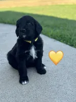 Corvette , a female Saint Berdoodle for sale in Lexington, KY – 4 of 5