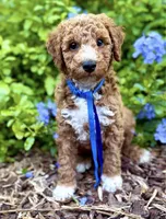 Spark , a male Miniature Goldendoodle for sale in Fort Myers, FL – 1 of 2