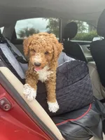 Spark , a male Miniature Goldendoodle for sale in Fort Myers, FL – 2 of 2