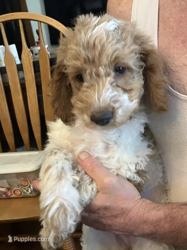 Josie – Miniature Goldendoodle puppy on hold in Sioux Falls, SD