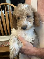 Josie, a female Miniature Goldendoodle for sale in Sioux Falls, SD – 1 of 1