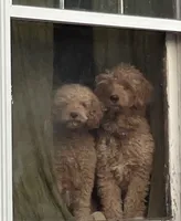 Maddie, a female Miniature Goldendoodle for sale in Sioux Falls, SD – 3 of 3