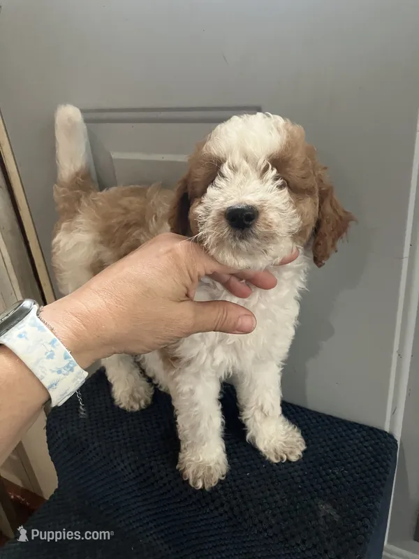 Maddie – Miniature Goldendoodle puppy for sale in Sioux Falls, SD