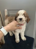 Maddie, a female Miniature Goldendoodle for sale in Sioux Falls, SD – 1 of 3