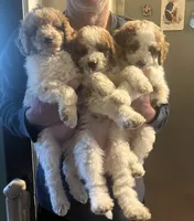 Shelly, a female Miniature Goldendoodle for sale in Sioux Falls, SD – 2 of 3