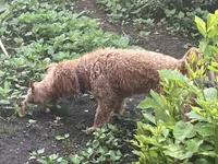 Shelley , a female Miniature Goldendoodle for sale in Sioux Falls, SD – 2 of 2