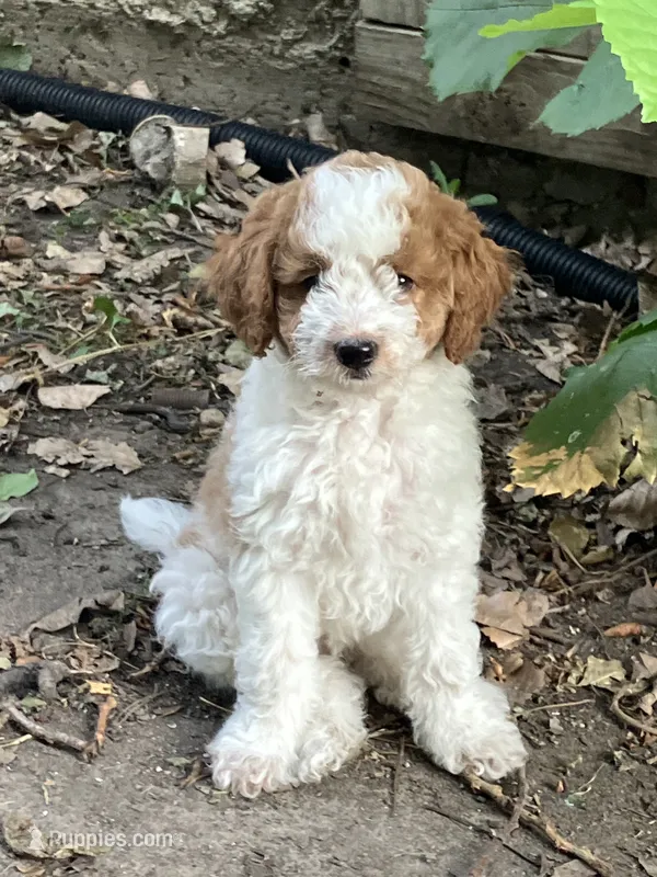 Shelly – Miniature Goldendoodle puppy for sale in Sioux Falls, SD