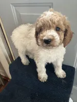 Ally, a female Miniature Goldendoodle for sale in Sioux Falls, SD – 2 of 3