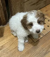 Shelley , a female Miniature Goldendoodle for sale in Sioux Falls, SD – 1 of 2