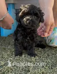Nick – Maltipoo puppy for sale in Bakersfield, CA