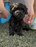Nick, a male Maltipoo for sale in Bakersfield, CA – 1 of 1