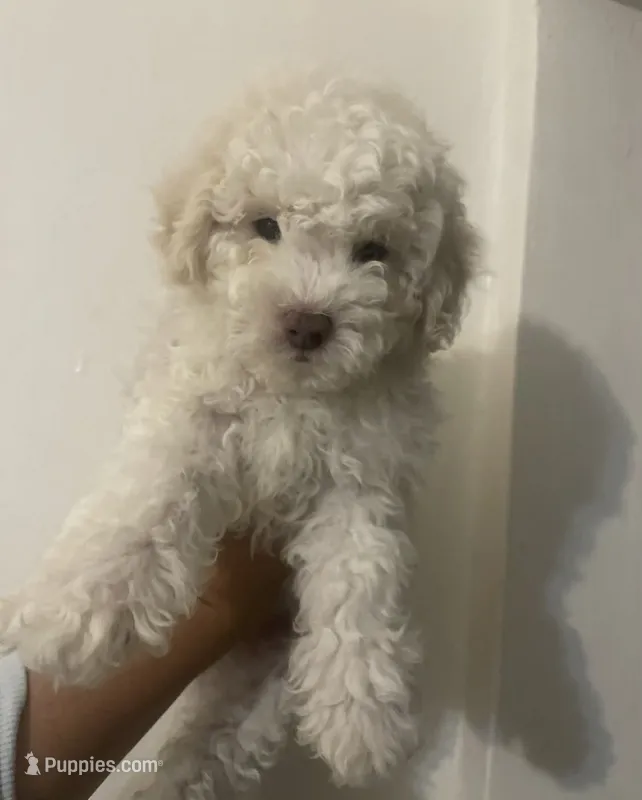 Yoyo – Poodle - Toy  puppy for sale in Bakersfield, CA