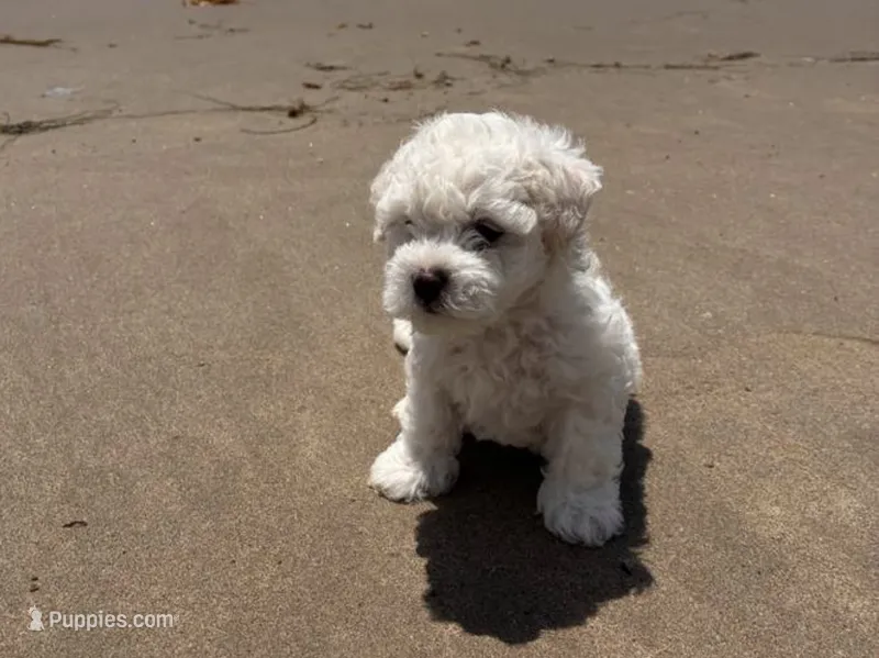 Coco – Maltipoo puppy for sale in Bakersfield, CA