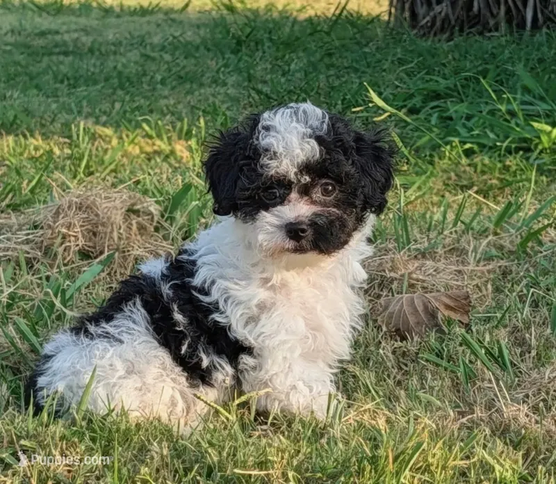 Orio – Maltipoo puppy for sale in Bakersfield, CA