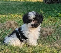 Orio, a male Maltipoo for sale in Bakersfield, CA – 1 of 1