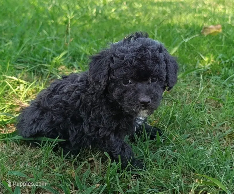 Sky  – Maltipoo puppy for sale in Bakersfield, CA