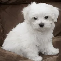 Queen , a female Maltipoo for sale in Bakersfield, CA – 1 of 1