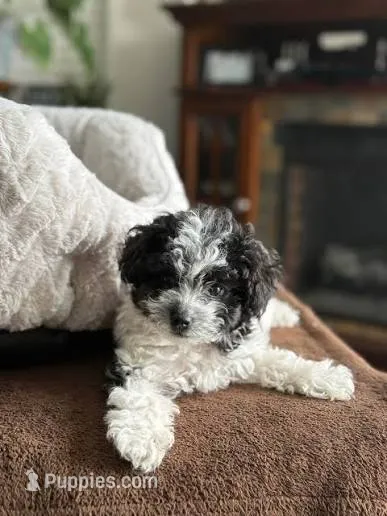 Panda – Maltipoo puppy for sale in Bakersfield, CA