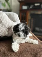 Panda, a male Maltipoo for sale in Bakersfield, CA – 1 of 1