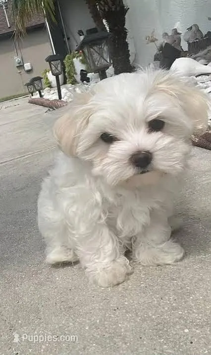 Yoyo – Maltipoo puppy for sale in Bakersfield, CA
