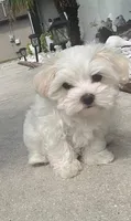 Yoyo, a male Maltipoo for sale in Bakersfield, CA – 1 of 1