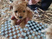 Tedy, a male Maltipoo for sale in Bakersfield, CA – 1 of 1