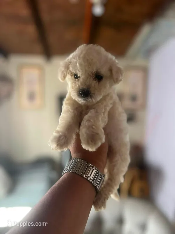 Love  – Maltipoo puppy for sale in Bakersfield, CA