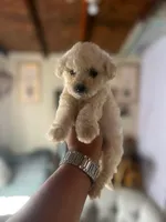 Love , a female Maltipoo for sale in Bakersfield, CA – 1 of 1