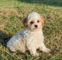 Lion , a male Maltipoo for sale in Bakersfield, CA – 1 of 1