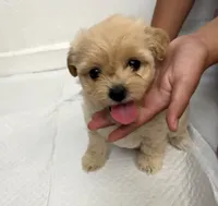 Rocky, a male Maltipoo for sale in Bakersfield, CA – 1 of 1