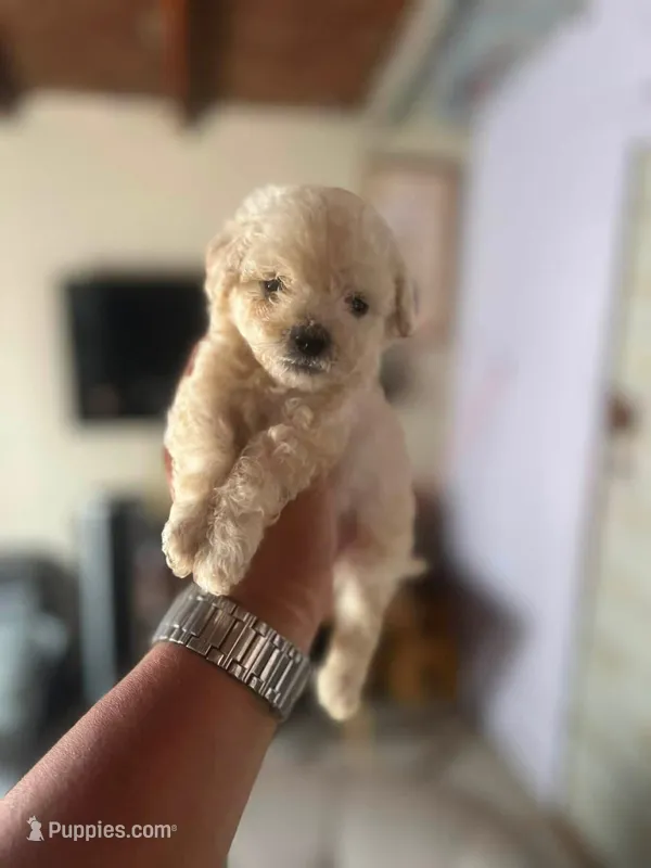 Teo – Maltipoo puppy for sale in Bakersfield, CA