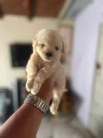Teo, a male Maltipoo for sale in Bakersfield, CA – 1 of 1