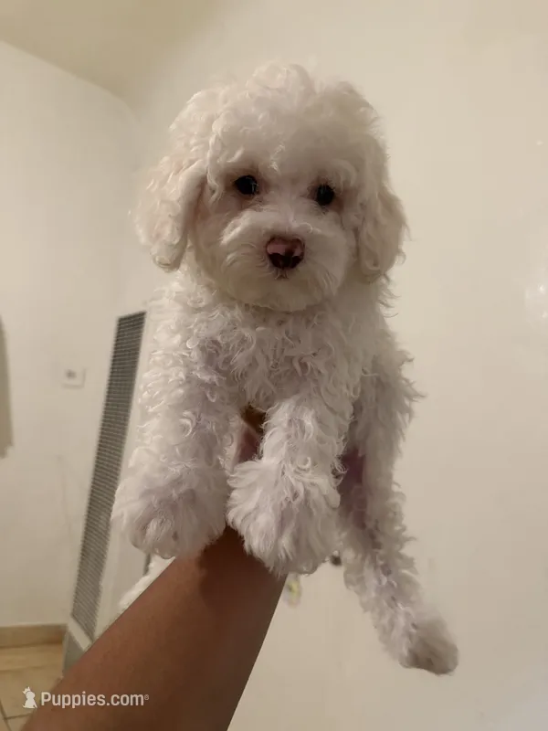 Sofi – Poodle - Toy  puppy for sale in Bakersfield, CA