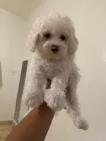 Sofi, a female Poodle - Toy  for sale in Bakersfield, CA – 1 of 1