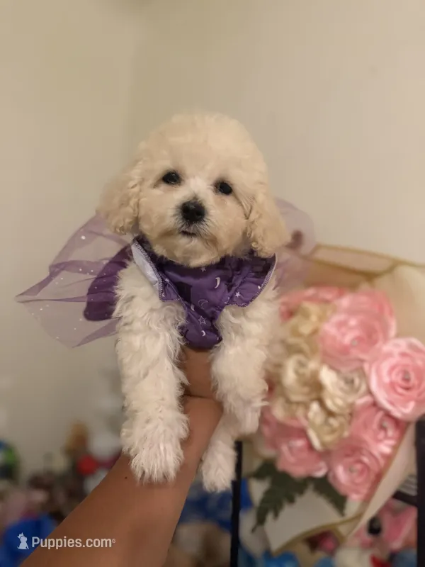 Lila – Maltipoo puppy for sale in Bakersfield, CA