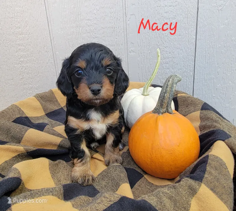 Macy – Dachshund puppy for sale in Canon City, CO