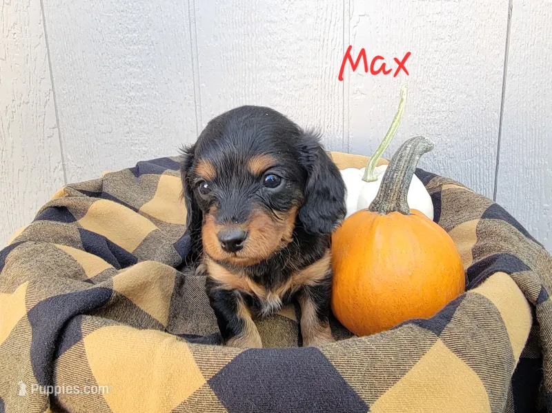 Max – Cavapoo, Dachshund puppy for sale in Canon City, CO