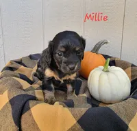 Millie, a female Cavapoo and Dachshund for sale in Canon City, CO – 1 of 1
