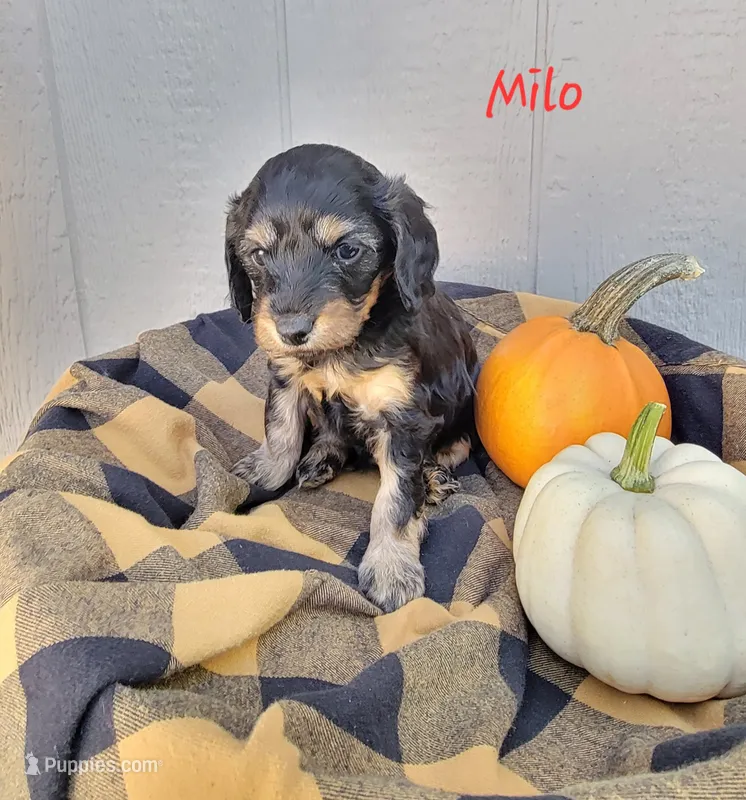 Milo – Cavapoo, Dachshund puppy for sale in Canon City, CO