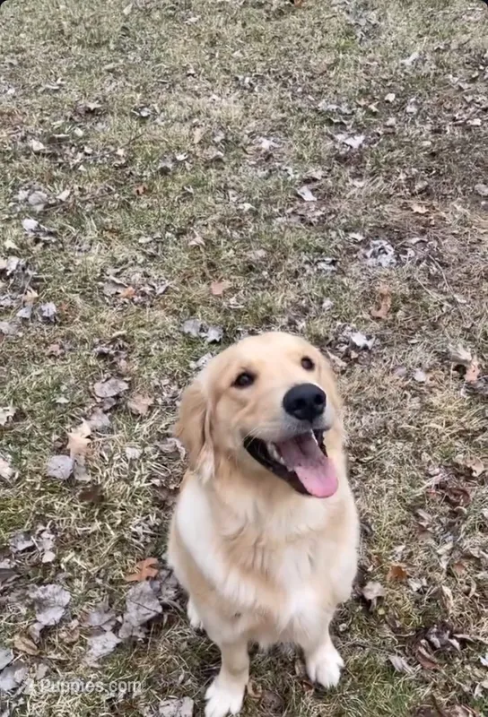 Sky – Belgian Malinois, Golden Retriever puppy for sale in Dearborn, MI