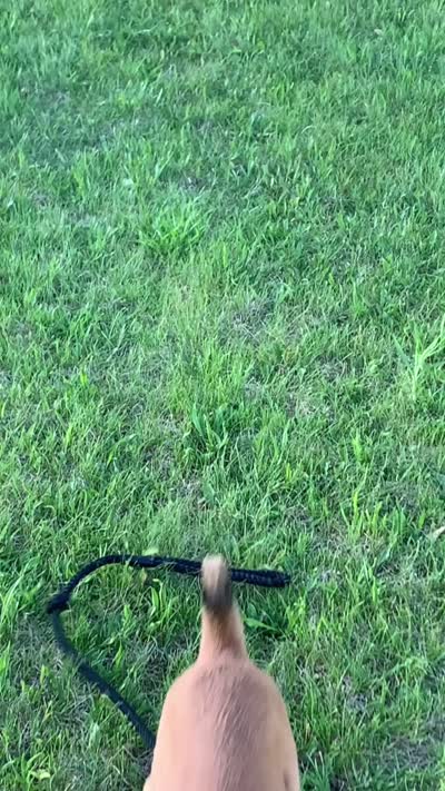 Sky, a female Belgian Malinois and Golden Retriever for sale in Dearborn, MI – 3 of 3