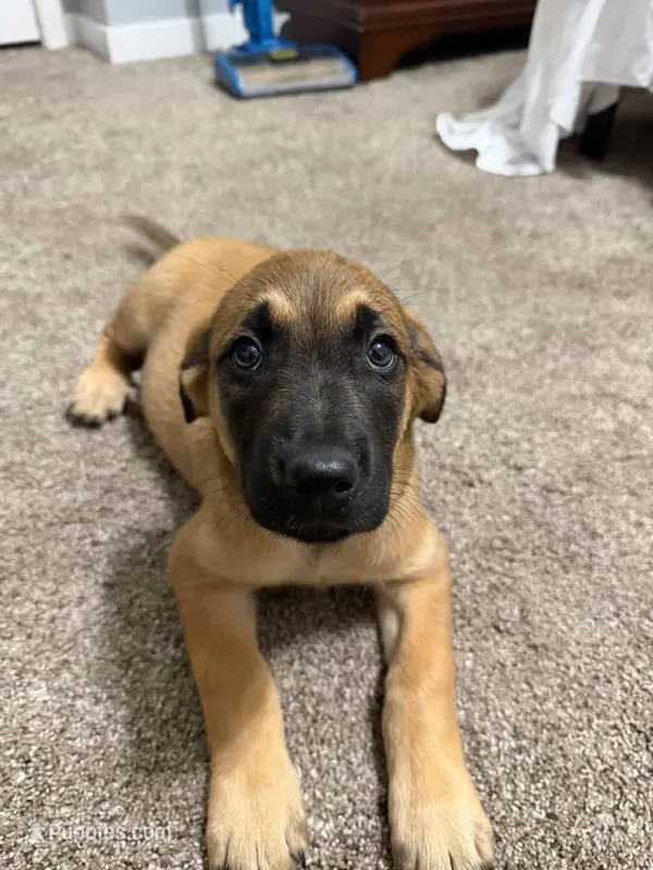 Sky – Belgian Malinois, Golden Retriever puppy for sale in Dearborn, MI