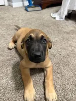 Sky, a female Belgian Malinois and Golden Retriever for sale in Dearborn, MI – 1 of 3