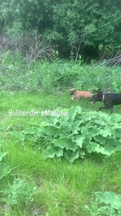 Sky, a female Belgian Malinois and Golden Retriever for sale in Dearborn, MI – 4 of 4