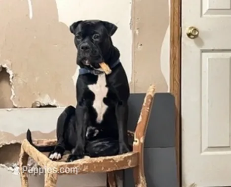 Jax  – Cane Corso, Valley Bulldog puppy for sale in Dearborn, MI