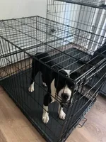 Jax , a male Cane Corso and Valley Bulldog for sale in Dearborn, MI – 2 of 3