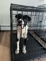 Jax , a male Cane Corso and Valley Bulldog for sale in Dearborn, MI – 3 of 3