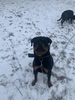 Apollo, a male Rottweiler for sale in Dearborn, MI – 2 of 4